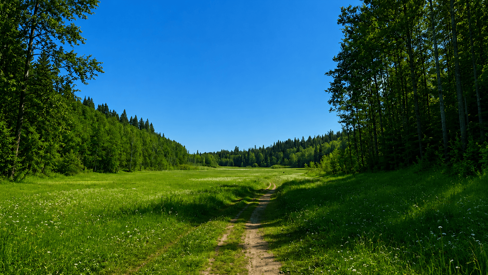 Solbelyst svensk ängsstig som leder in mot skogen under en klarblå sommarhimmel.